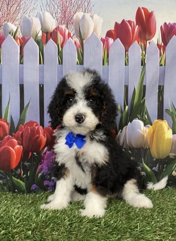 Photo of Mr. Corbin the Mini-Bernedoodle puppy