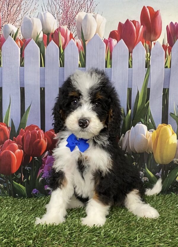 Photo of Mr. Corbin the Mini-Bernedoodle puppy