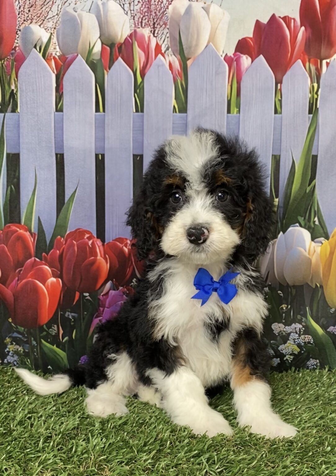 Photo of Mr. Corbin the Mini-Bernedoodle puppy