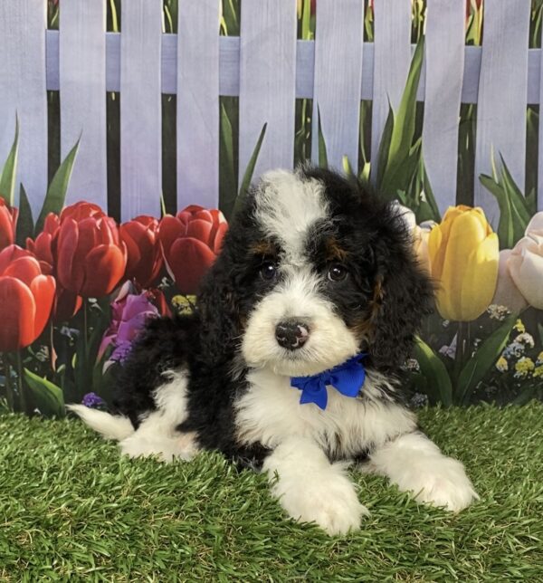 Photo of Mr. Corbin the Mini-Bernedoodle puppy