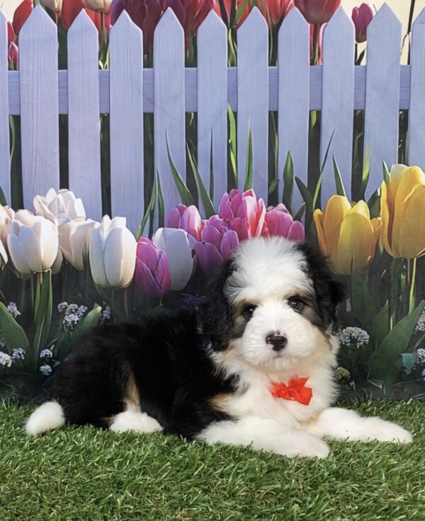 Mr. Dandy the  Mini-Bernedoodle puppy