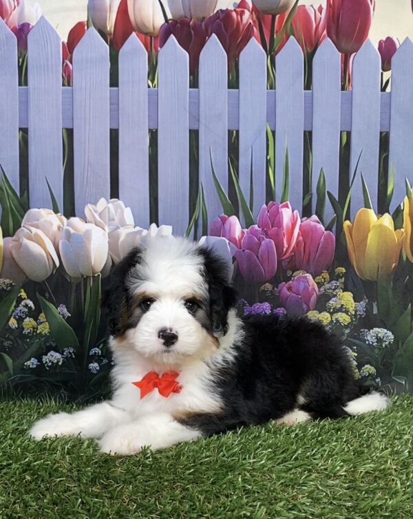 Photo of Mr. Dandy the Mini-Bernedoodle puppy