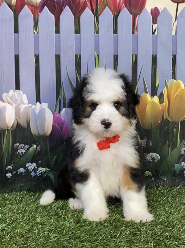 Mr. Dandy the  Mini-Bernedoodle puppy