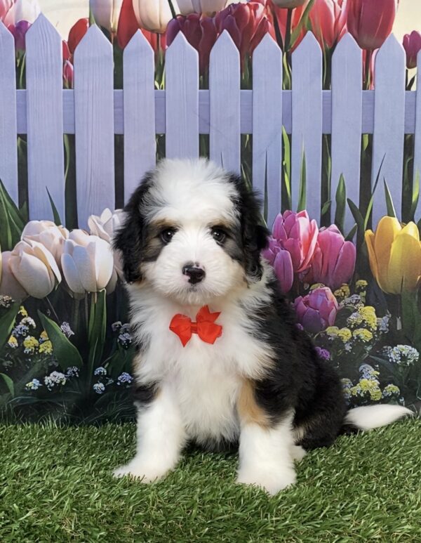 Photo of Mr. Dandy the Mini-Bernedoodle puppy