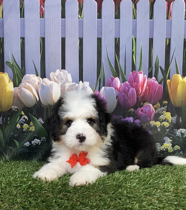 Photo of Mr. Dandy the Mini-Bernedoodle puppy