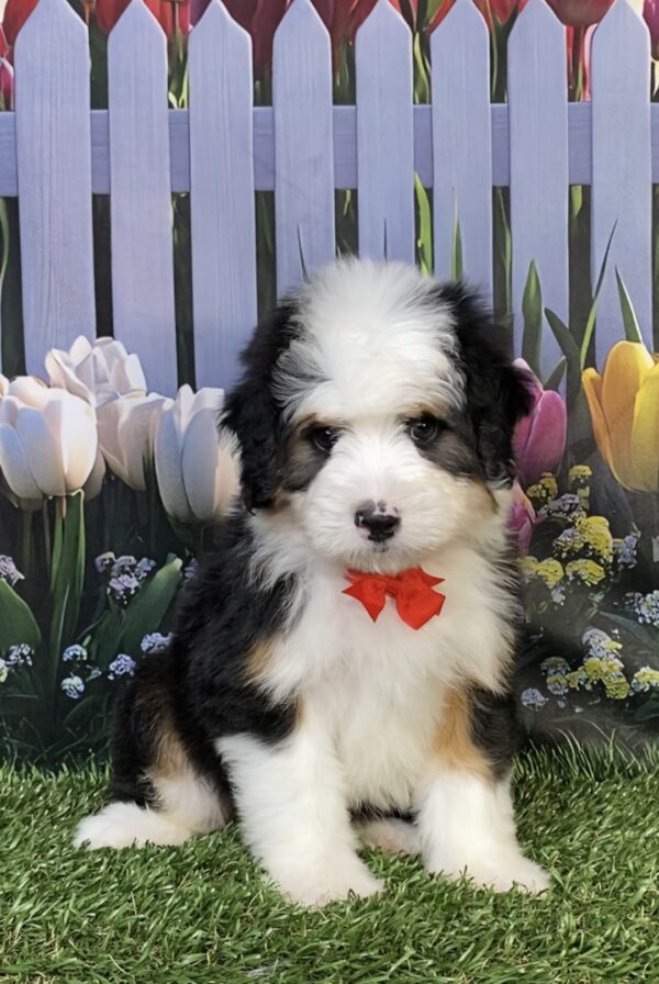 Photo of Mr. Dandy the Mini-Bernedoodle puppy