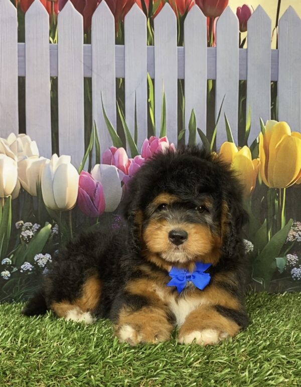 Mr. David the  Mini-Bernedoodle puppy