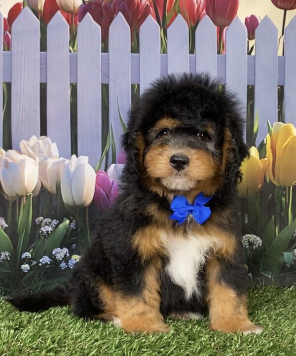 Photo of Mr. David the Mini-Bernedoodle puppy