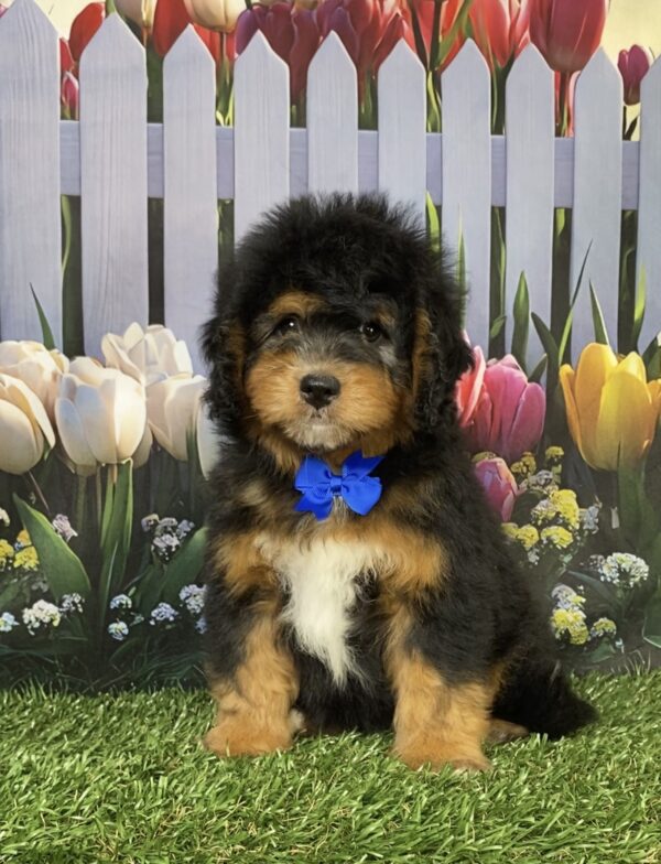 Photo of Mr. David the Mini-Bernedoodle puppy