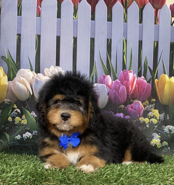 Photo of Mr. David the Mini-Bernedoodle puppy