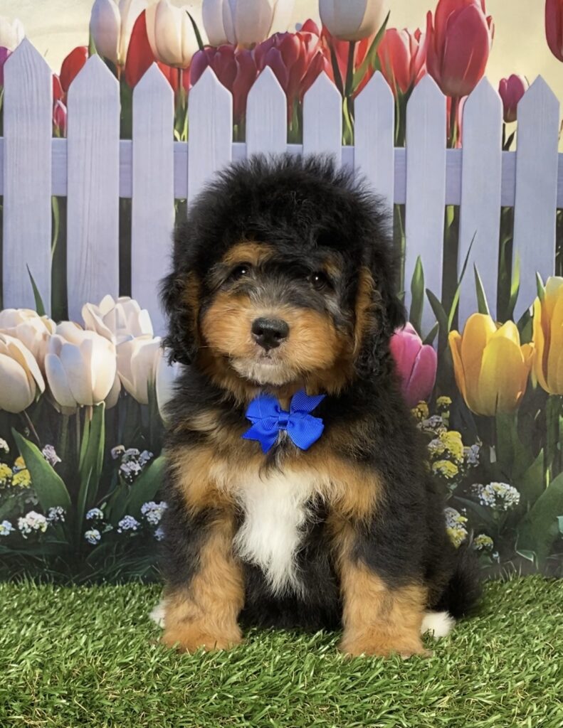 Photo of Mr. David the Mini-Bernedoodle puppy