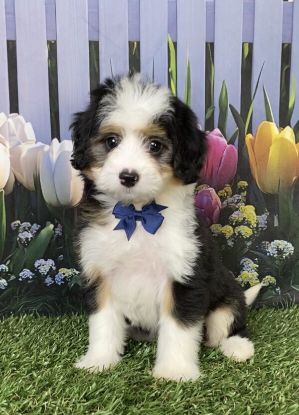 Mr. Deisel the  Mini-Bernedoodle puppy
