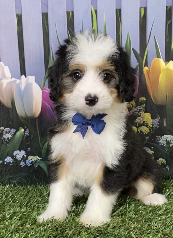 Photo of Mr. Deisel the Mini-Bernedoodle puppy