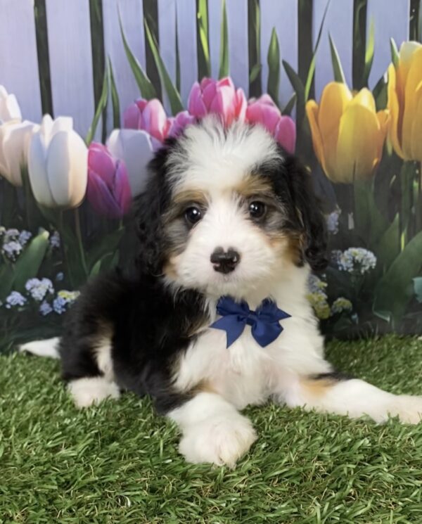 Photo of Mr. Deisel the Mini-Bernedoodle puppy