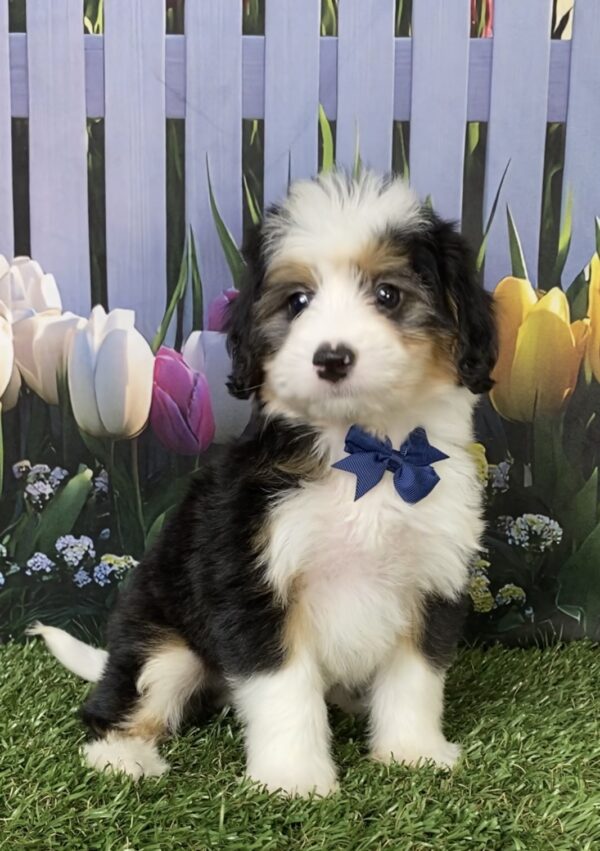 Photo of Mr. Deisel the Mini-Bernedoodle puppy