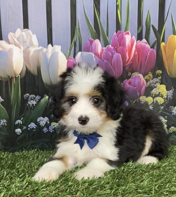 Photo of Mr. Deisel the Mini-Bernedoodle puppy