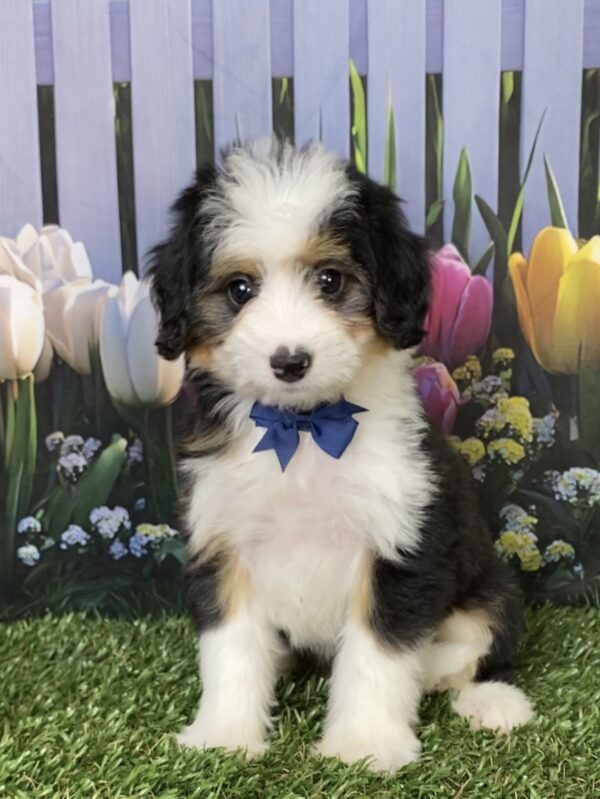 Photo of Mr. Deisel the Mini-Bernedoodle puppy
