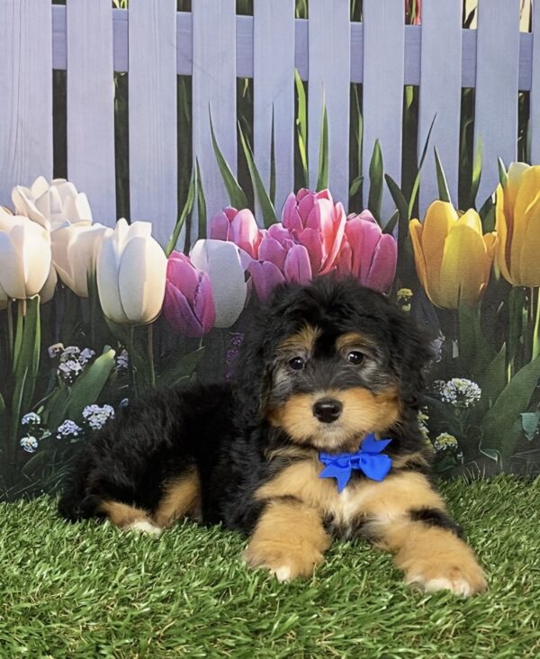 Mr. Denali the  Mini-Bernedoodle puppy