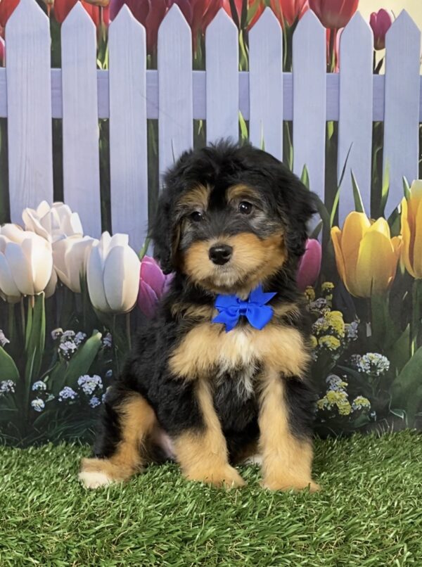 Photo of Mr. Denali the Mini-Bernedoodle puppy