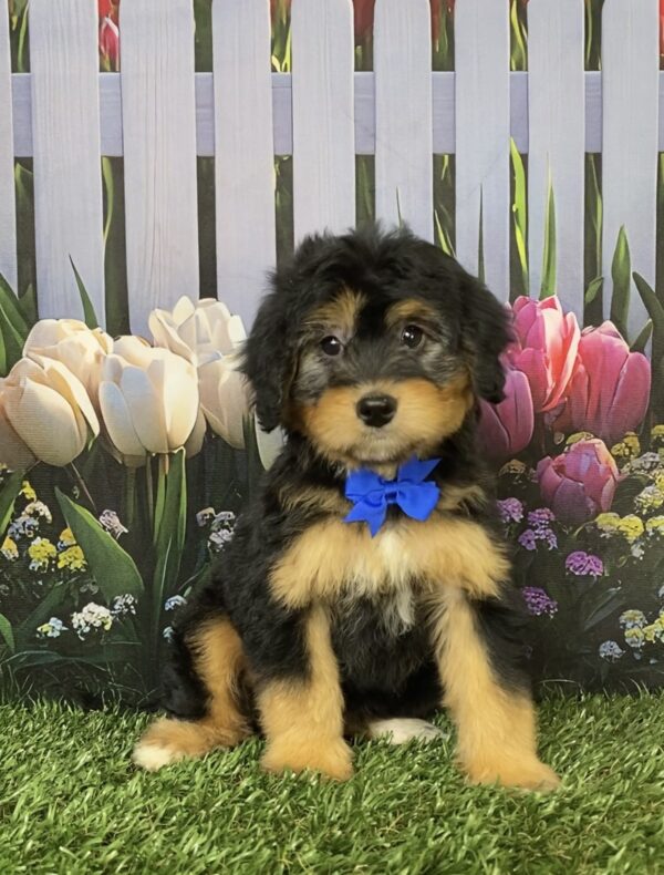 Photo of Mr. Denali the Mini-Bernedoodle puppy
