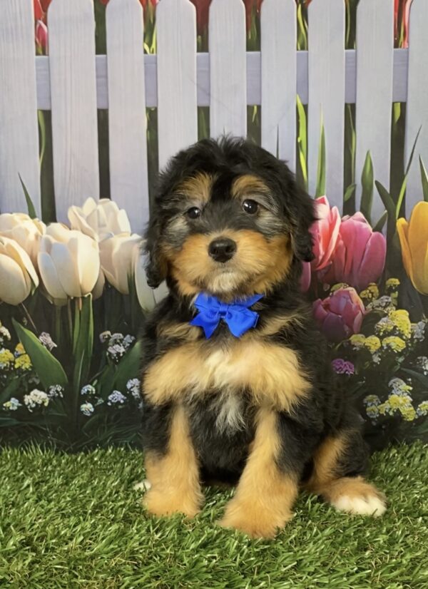 Photo of Mr. Denali the Mini-Bernedoodle puppy