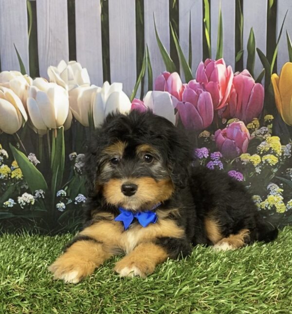 Photo of Mr. Denali the Mini-Bernedoodle puppy