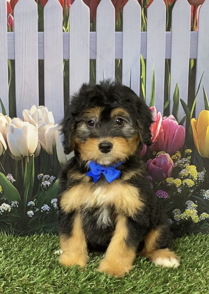 Photo of Mr. Denali the Mini-Bernedoodle puppy