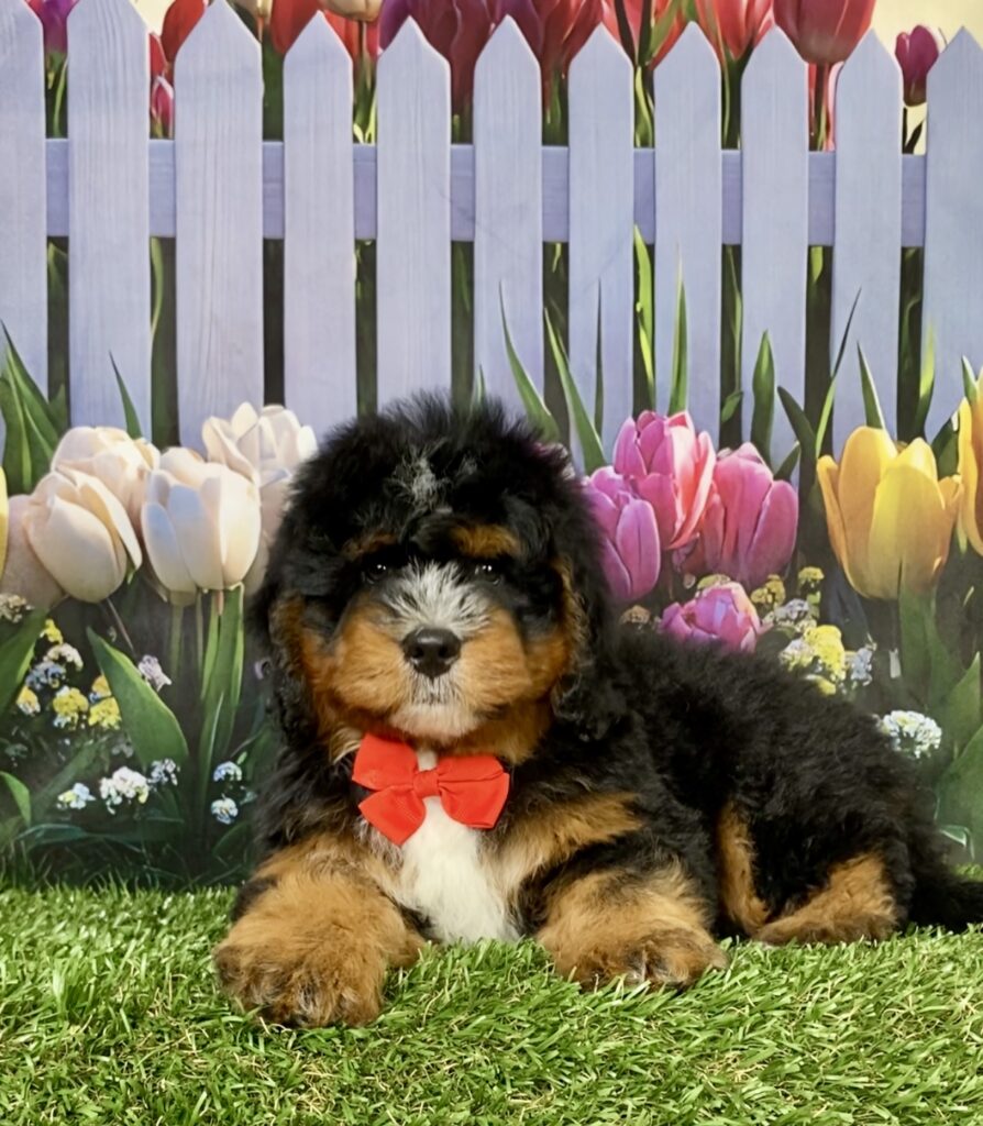 Photo of Mr. Duramax the Mini-Bernedoodle puppy