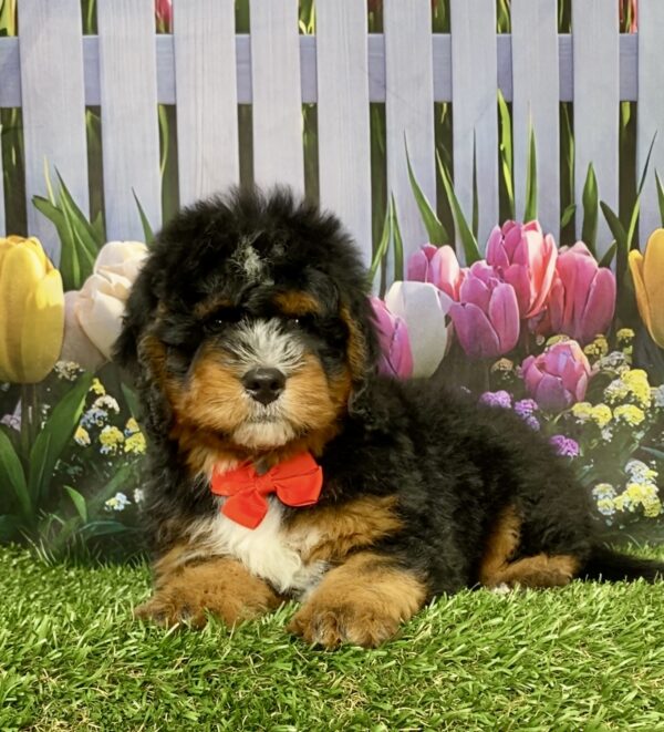 Photo of Mr. Duramax the Mini-Bernedoodle puppy