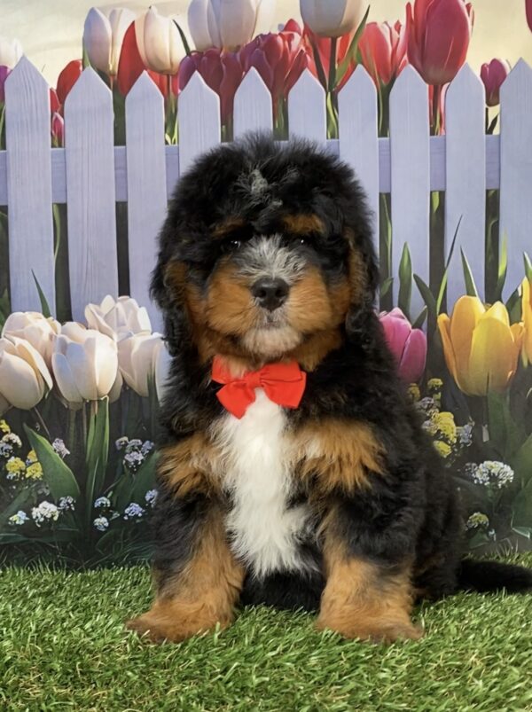 Photo of Mr. Duramax the Mini-Bernedoodle puppy
