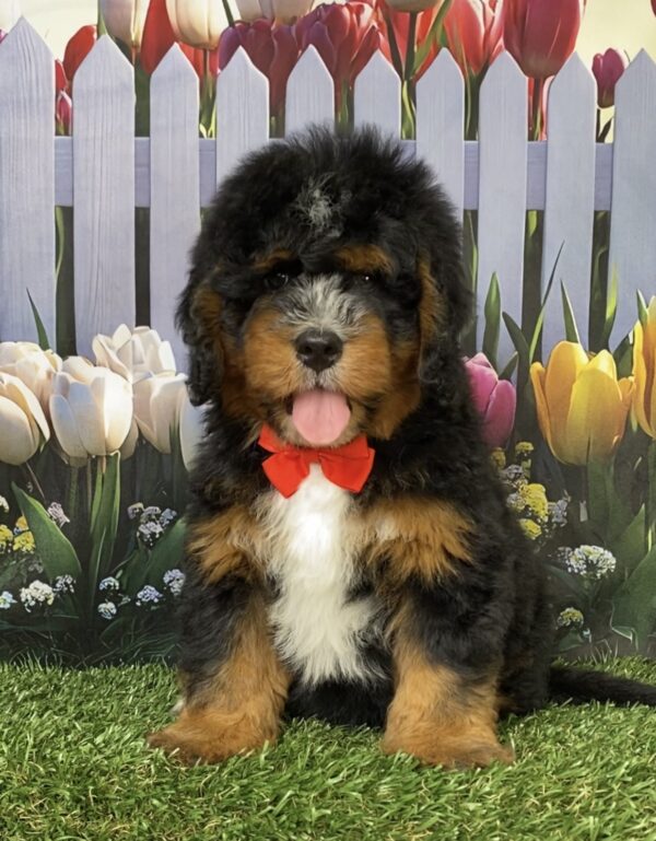 Photo of Mr. Duramax the Mini-Bernedoodle puppy
