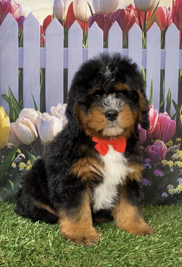 Photo of Mr. Duramax the Mini-Bernedoodle puppy