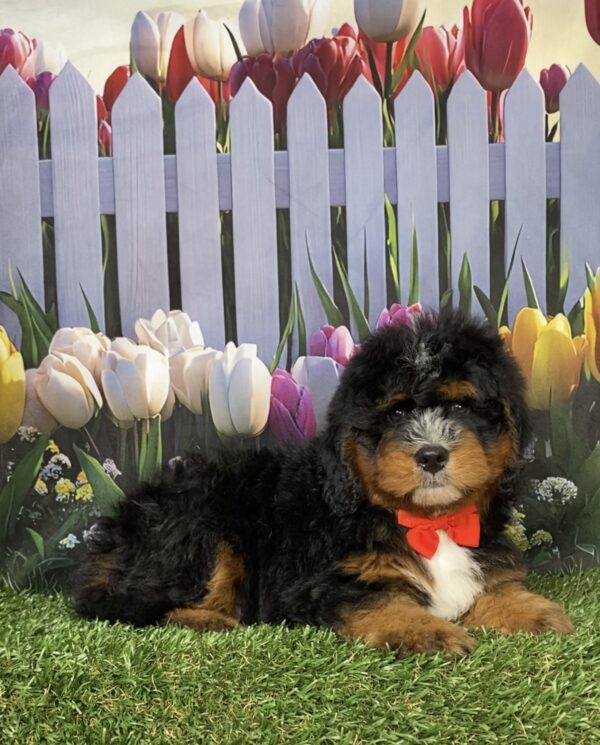 Photo of Mr. Duramax the Mini-Bernedoodle puppy