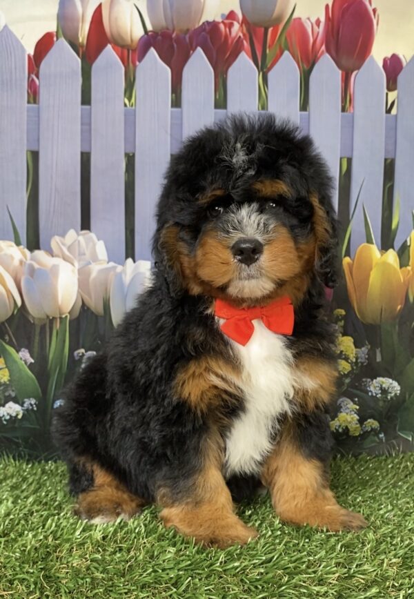 Photo of Mr. Duramax the Mini-Bernedoodle puppy