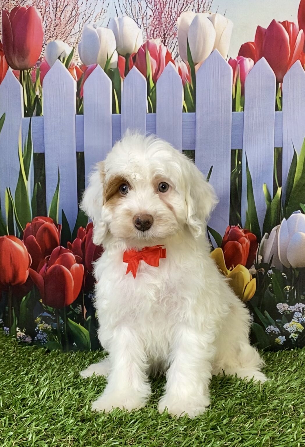 Photo of Mr. Enzo the F1B Mini-Bernedoodle puppy