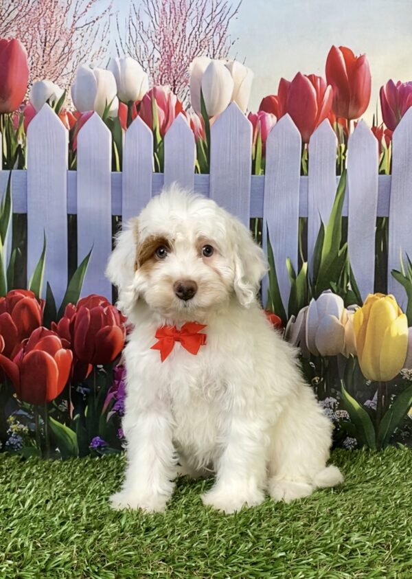 Photo of Mr. Enzo the F1B Mini-Bernedoodle puppy