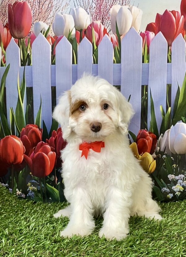 Photo of Mr. Enzo the F1B Mini-Bernedoodle puppy