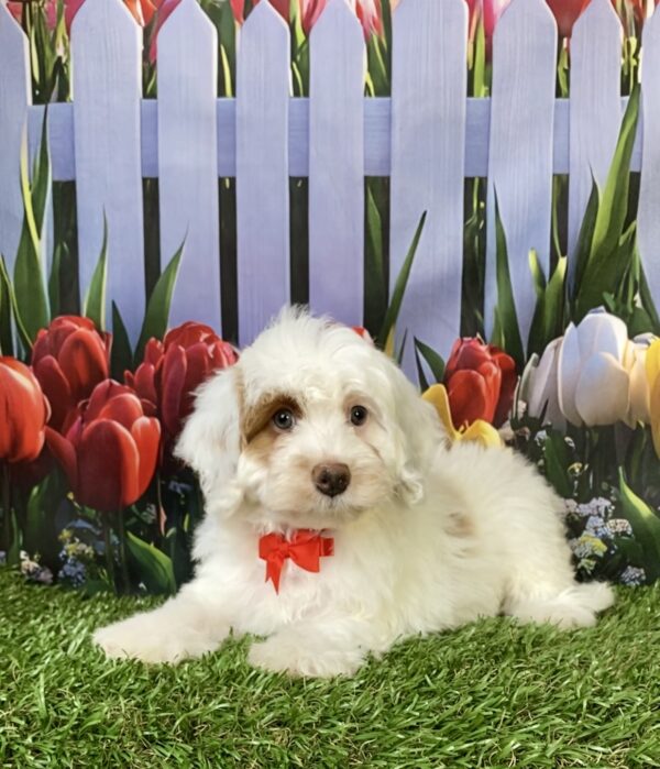 Photo of Mr. Enzo the F1B Mini-Bernedoodle puppy