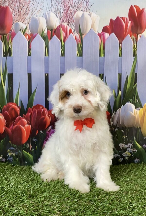 Photo of Mr. Enzo the F1B Mini-Bernedoodle puppy