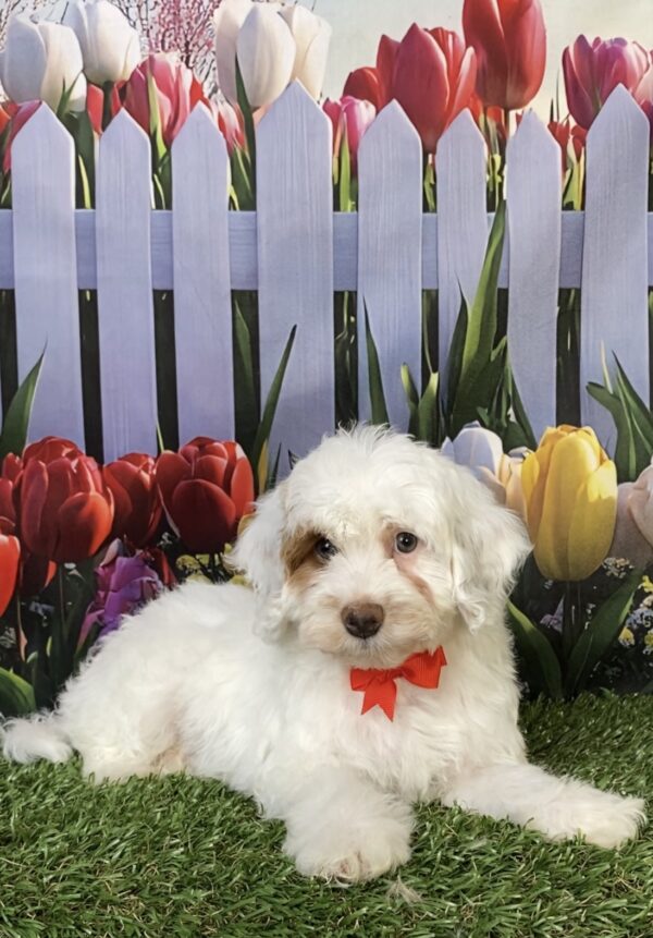 Photo of Mr. Enzo the F1B Mini-Bernedoodle puppy