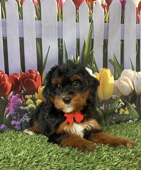 Photo of Mr. Fame the Mini-Bernedoodle puppy