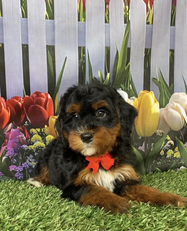 Photo of Mr. Fame the Mini-Bernedoodle puppy