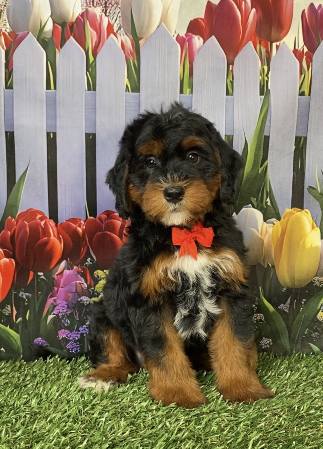 Photo of Mr. Fame the Mini-Bernedoodle puppy