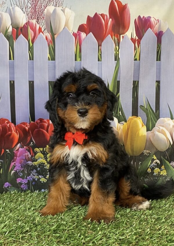 Photo of Mr. Fame the Mini-Bernedoodle puppy