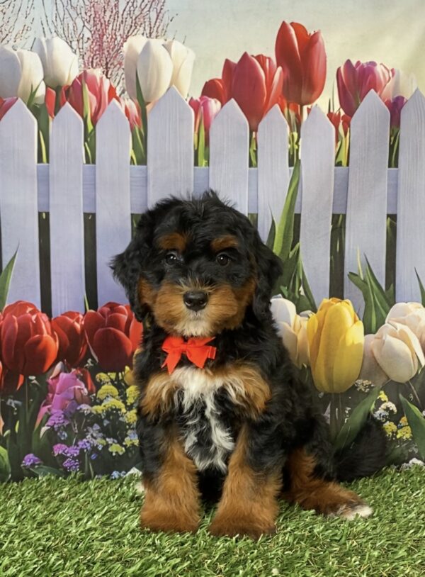 Photo of Mr. Fame the Mini-Bernedoodle puppy
