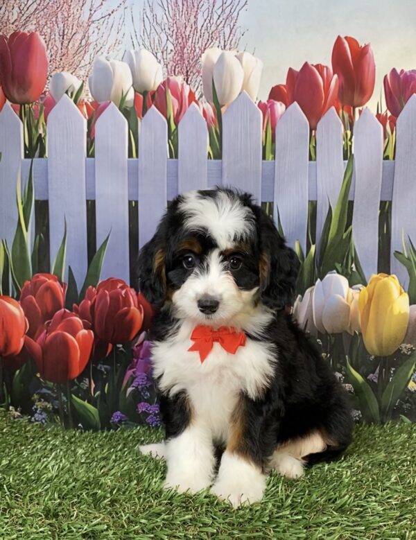 Photo of Mr. Felix the Mini-Bernedoodle puppy