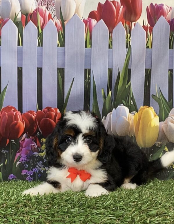 Photo of Mr. Felix the Mini-Bernedoodle puppy
