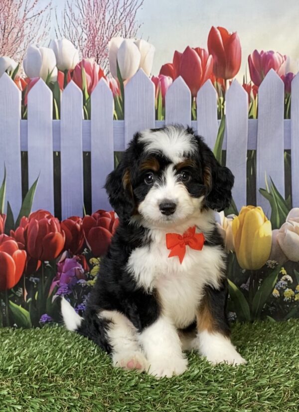 Photo of Mr. Felix the Mini-Bernedoodle puppy