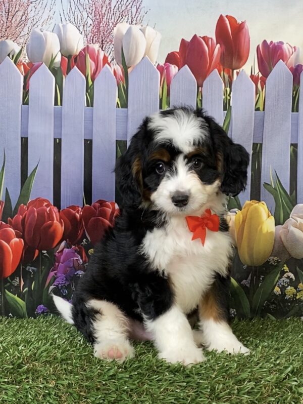 Mr. Felix the  Mini-Bernedoodle puppy