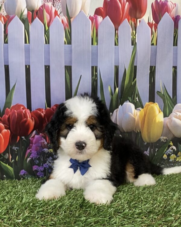 Mr. Fido the  Mini-Bernedoodle puppy